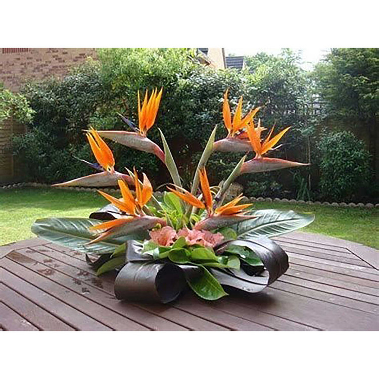 بذر گل پرنده بهشتی فصل سبز کد FSSEED-32