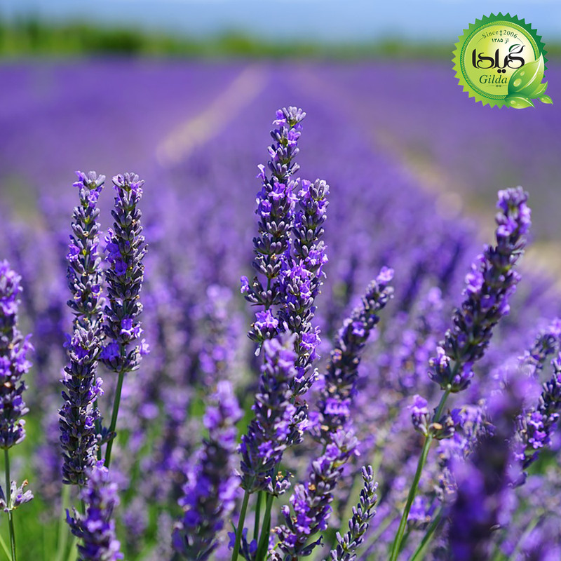 بذر اسطوخودوس گیلدا کد 173