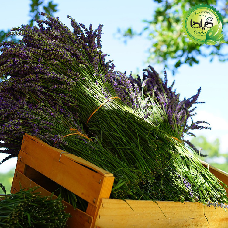 بذر اسطوخودوس گیلدا کد 173