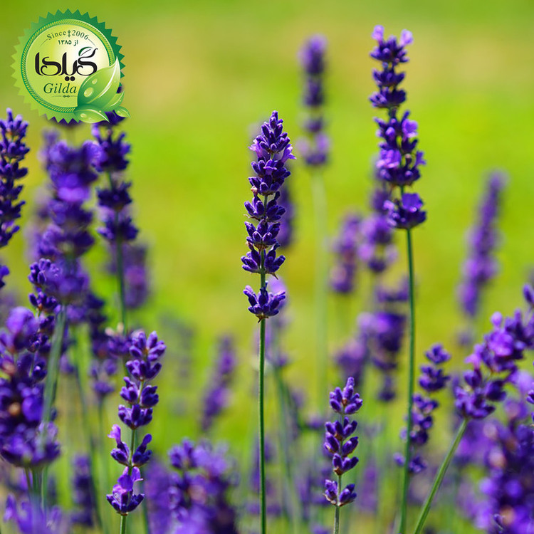 بذر اسطوخودوس گیلدا کد 173