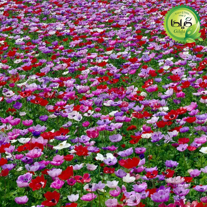 بذر شقایق نعمانی الوان گیلدا کد 894
