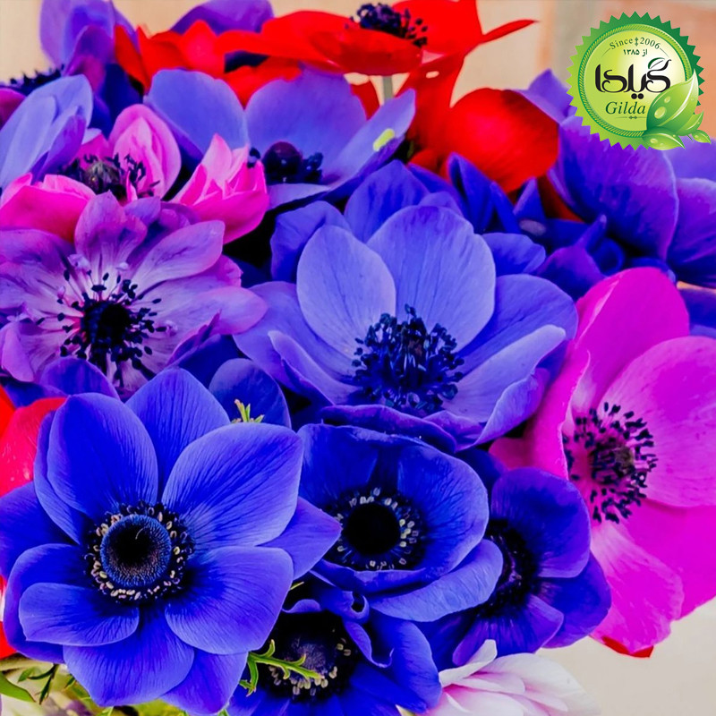 بذر شقایق نعمانی الوان گیلدا کد 894