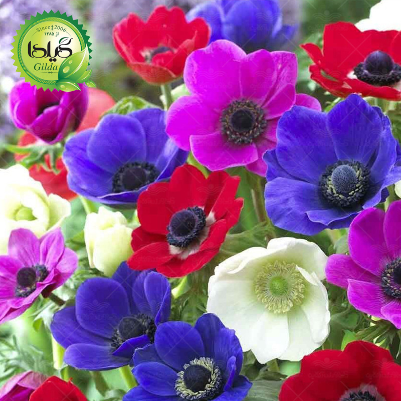 بذر شقایق نعمانی الوان گیلدا کد 894