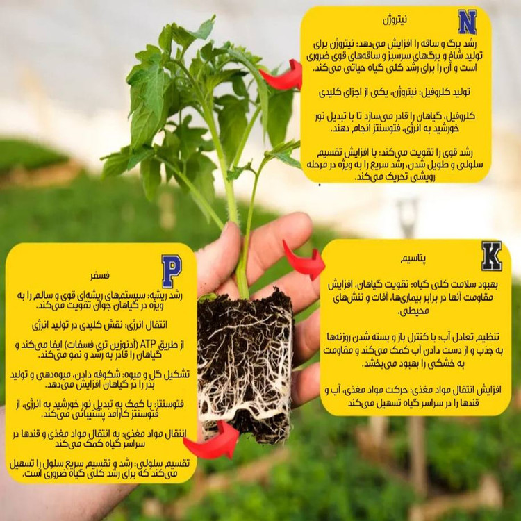 کود کریستال گلدهی بهاران مدل Npk 12-12-36 وزن 150 گرم