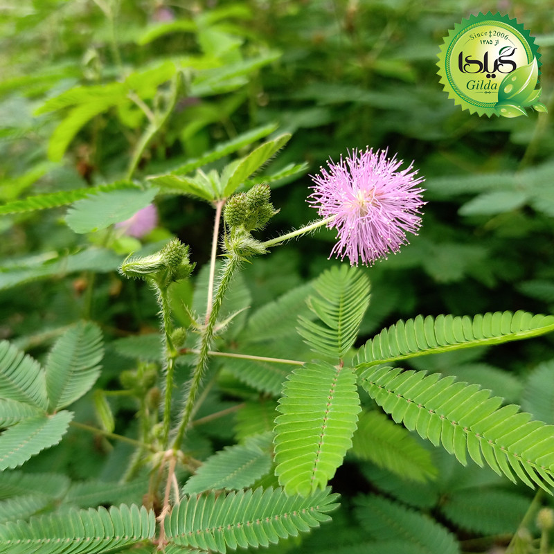 بذر قهر و آشتی گیلدا کد 939