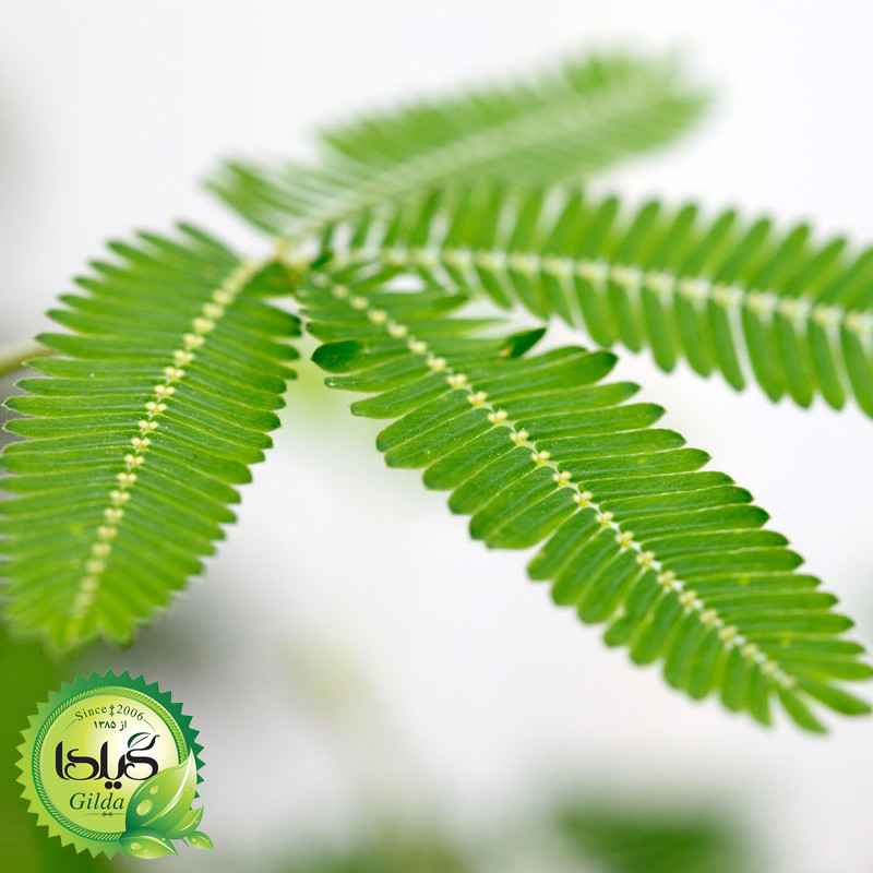 بذر قهر و آشتی گیلدا کد 939