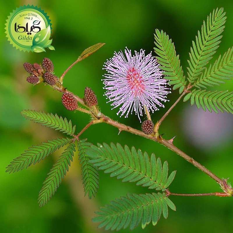 بذر قهر و آشتی گیلدا کد 939
