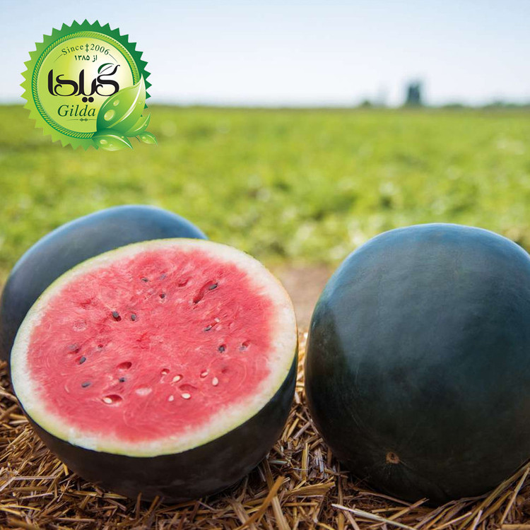 بذر هندوانه دیمی گیلدا کد 713