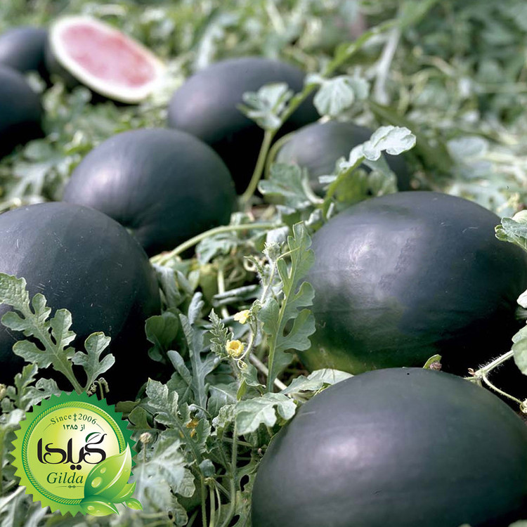 بذر هندوانه دیمی گیلدا کد 713