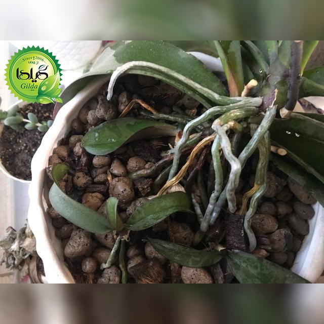 خاک ارکیده گیلدا مدل CC2 حجم 2 لیتر
