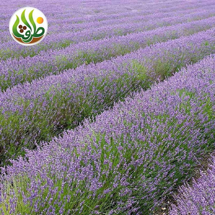 بذر اسطوخودوس فرانسوی ظرافت مدل BZ973