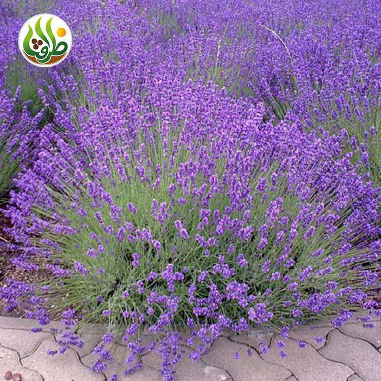 بذر اسطوخودوس فرانسوی ظرافت مدل BZ973