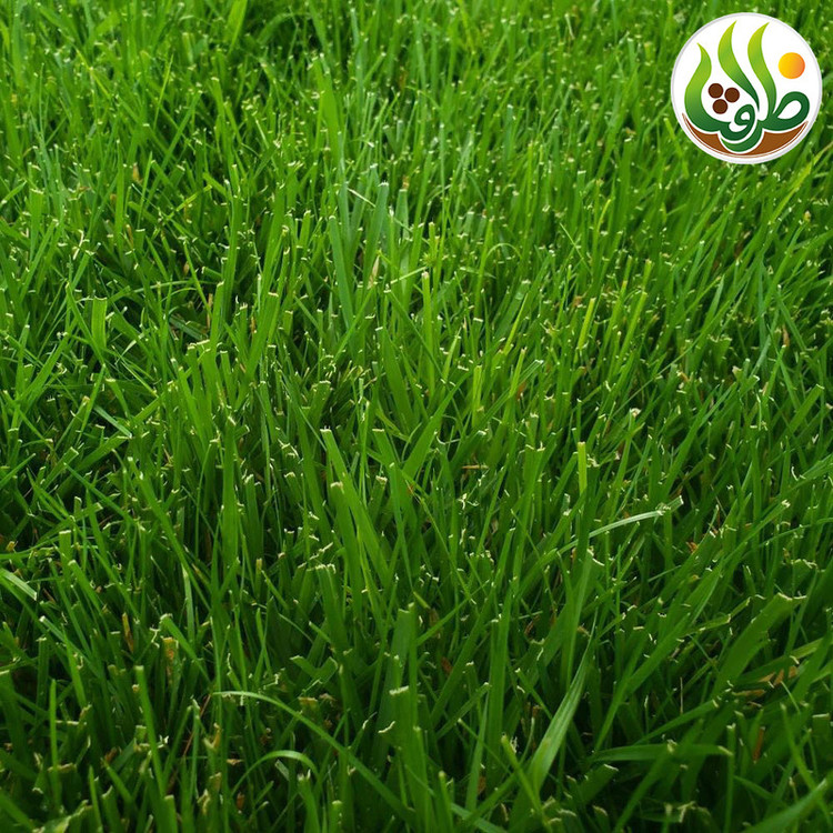 بذر چمن خارجی اسپرت چهار تخم ظرافت مدل BZ9663 مجموعه 5 عددی
