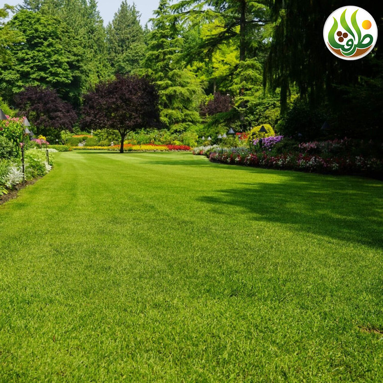بذر چمن خارجی اسپرت چهار تخم ظرافت مدل BZ9663 مجموعه 5 عددی