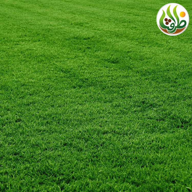 بذر چمن خارجی اسپرت چهار تخم ظرافت مدل BZ9663 مجموعه 5 عددی