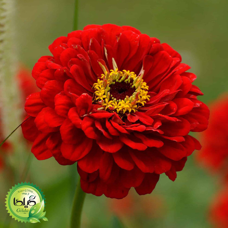 بذر آهار قرمز گیلدا کد 909