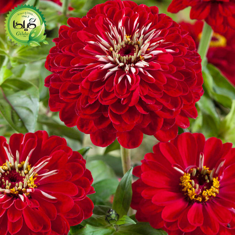 بذر آهار قرمز گیلدا کد 909