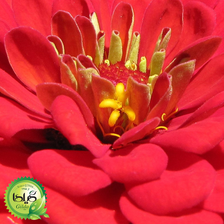 بذر آهار قرمز گیلدا کد 909