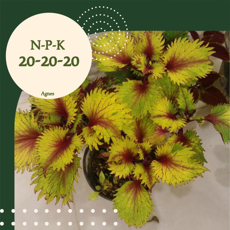 کود NPK 20-20-20 آگنس مدل Ag202020 وزن 100گرم