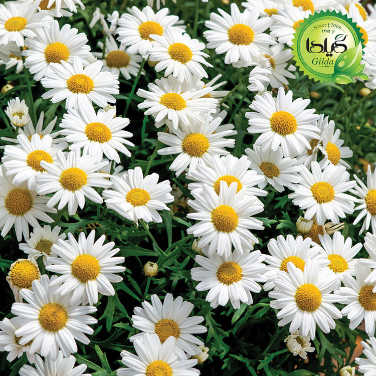 بذر مارگریت سفید گیلدا کد 816