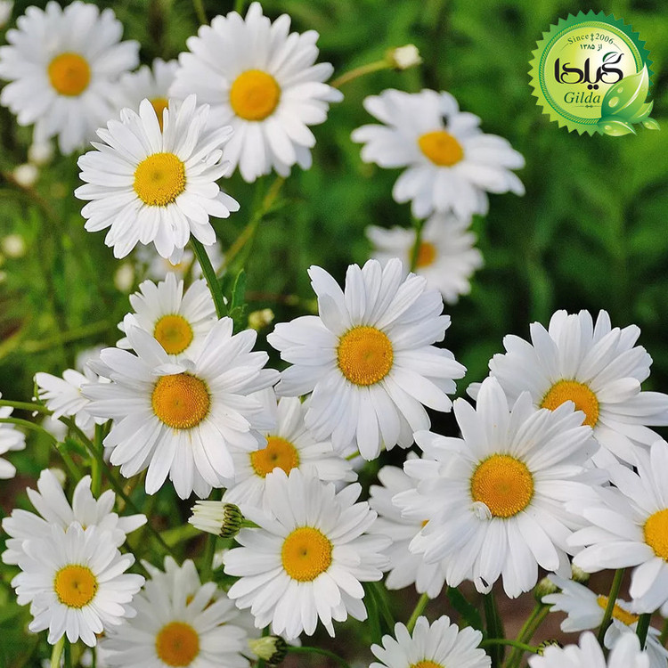 بذر مارگریت سفید گیلدا کد 816
