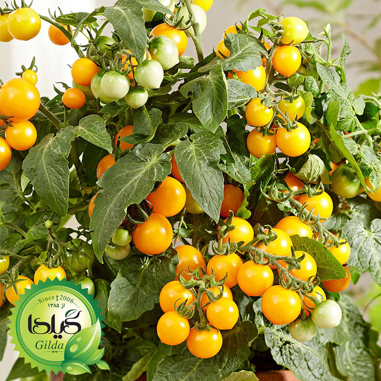 بذر گوجه چری زرد گلدانی گیلدا کد 582
