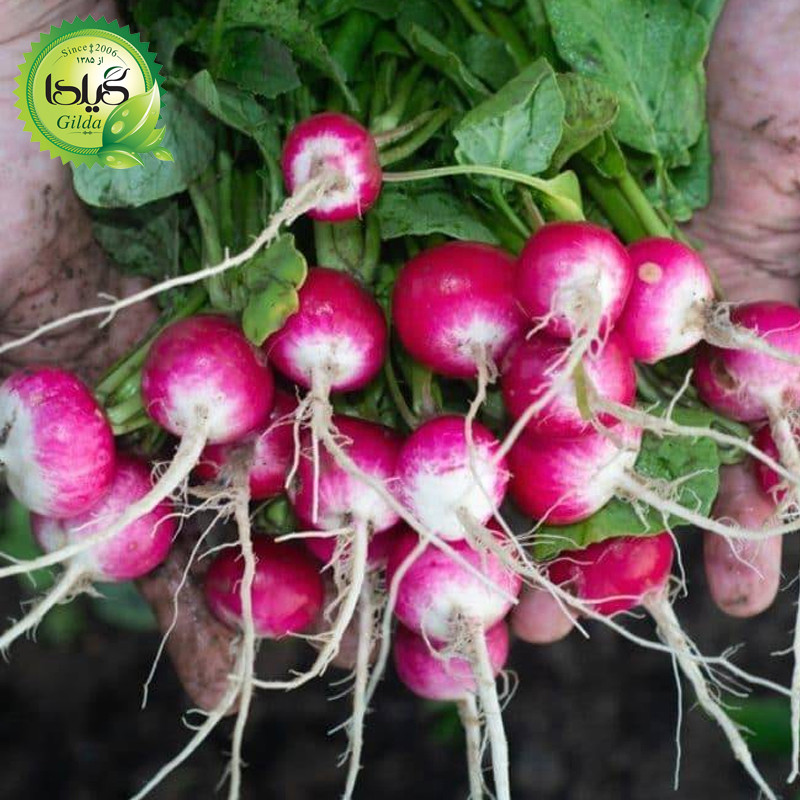 بذر ترپچه گیلدا کد 099 مجموعه 4 عددی