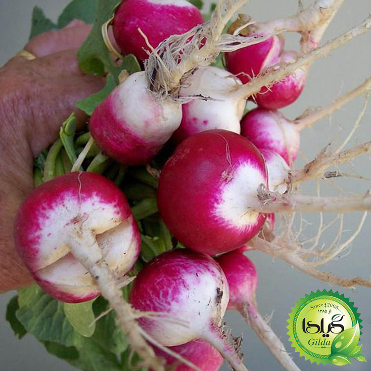 بذر ترپچه گیلدا کد 099 مجموعه 4 عددی