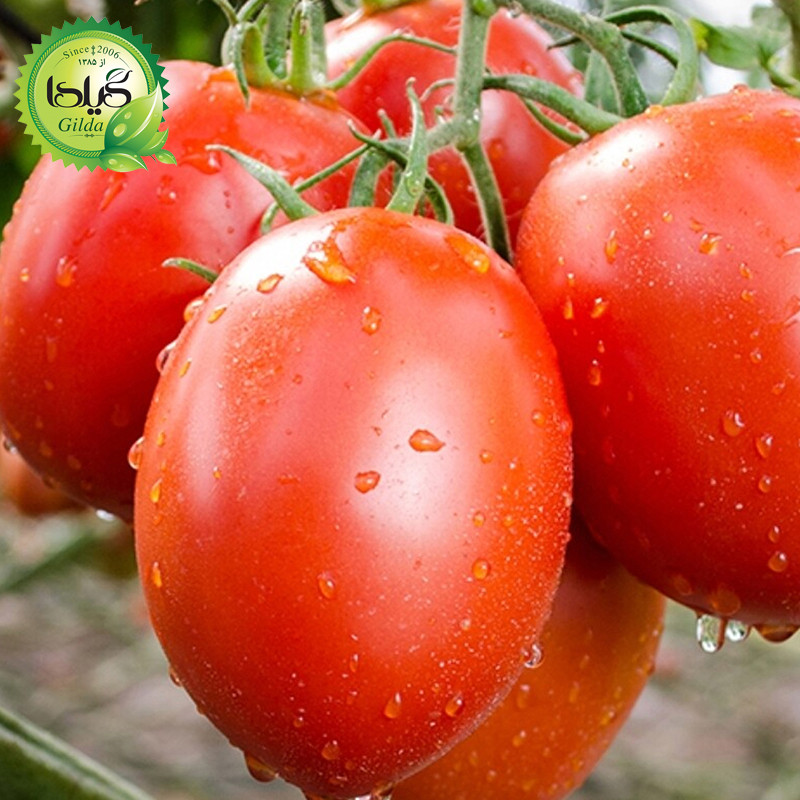 بذر گوجه کشیده وای گیلدا کد 554