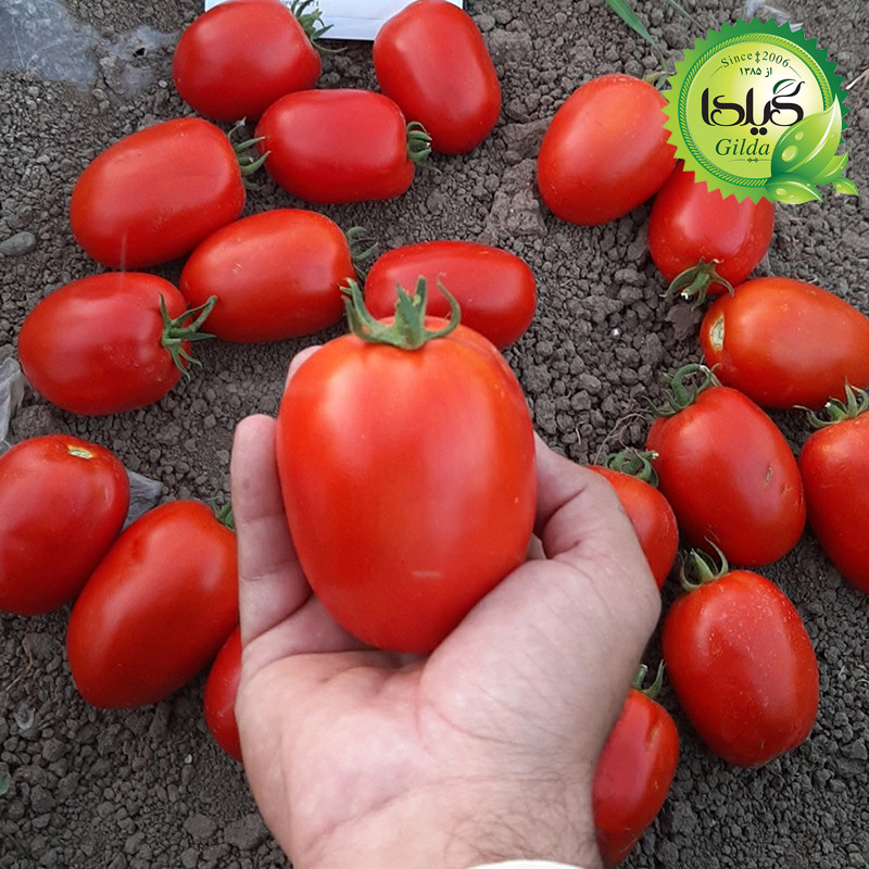 بذر گوجه کشیده وای گیلدا کد 554