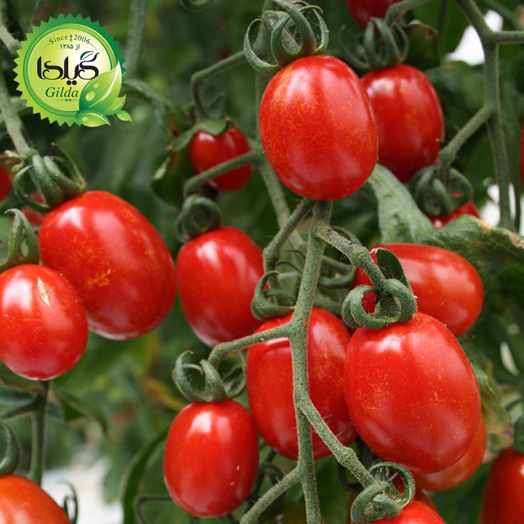بذر گوجه کشیده وای گیلدا کد 554