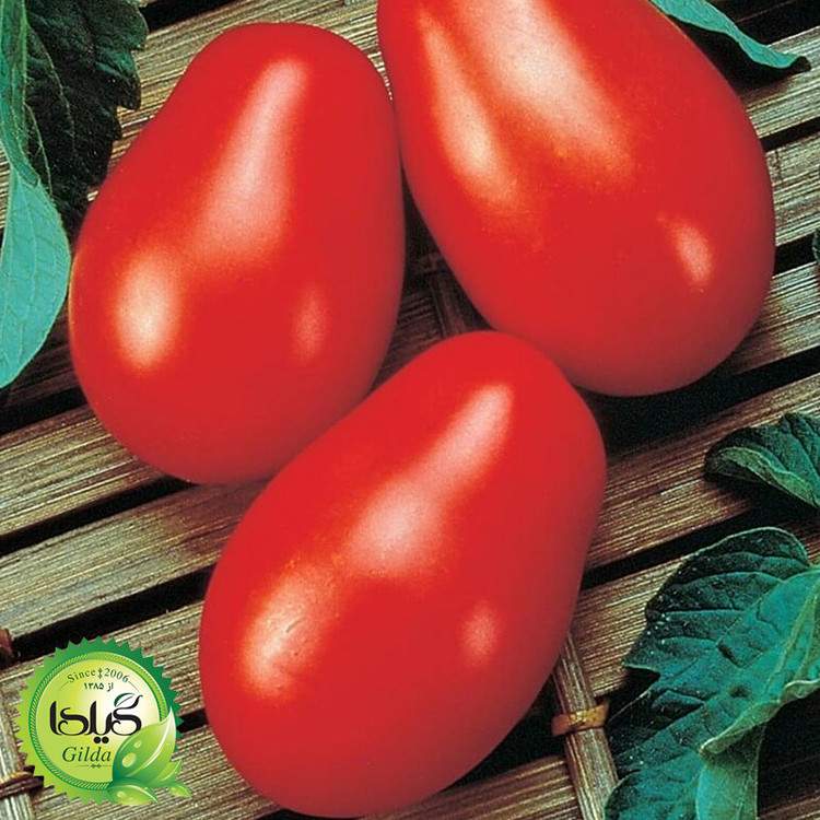 بذر گوجه کشیده وای گیلدا کد 554