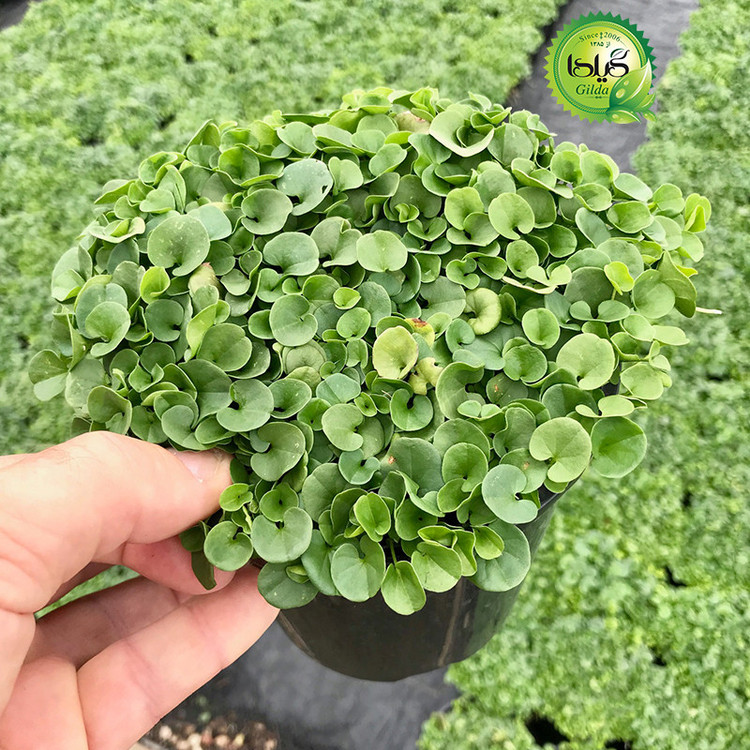 بذر شبدر زینتی گیلدا کد 127