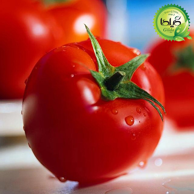 بذر گوجه ارلی اوربانا گیلدا کد 558