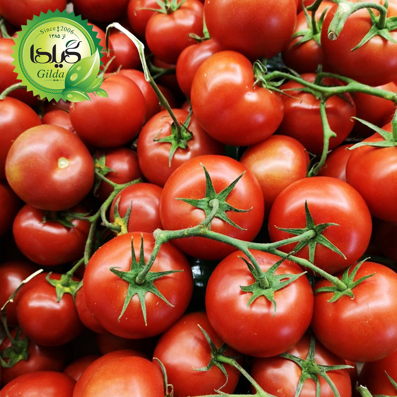بذر گوجه ارلی اوربانا گیلدا کد 558