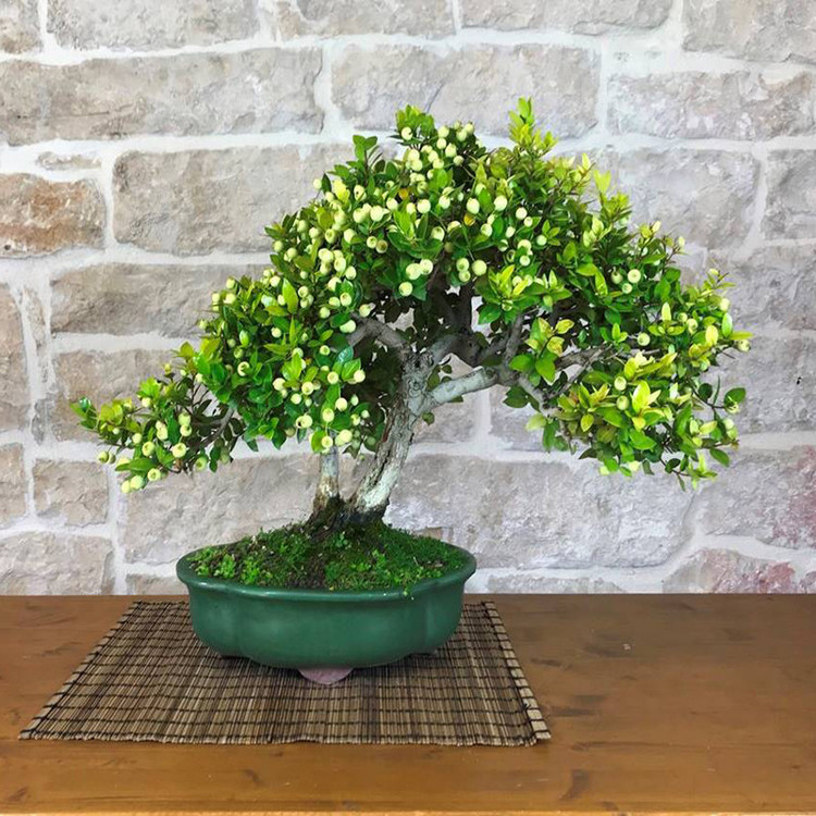 بذر بنسای مورد سانیا سید مدل S124