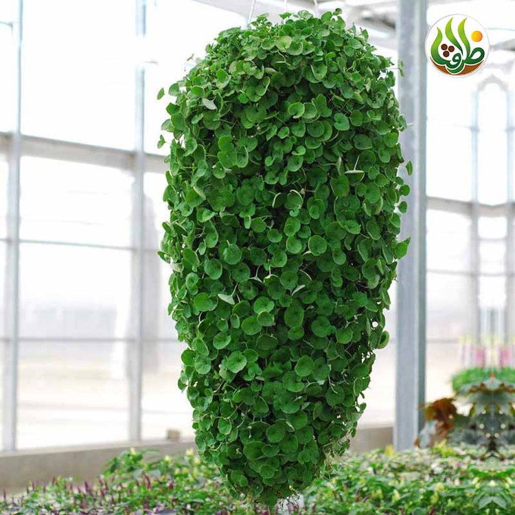 بذر چمن دایکوندرا ظرافت مدل BZ18069 بسته 10 عددی