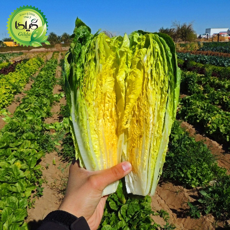 بذر کاهو سالادی سیاهو گیلدا کد 331