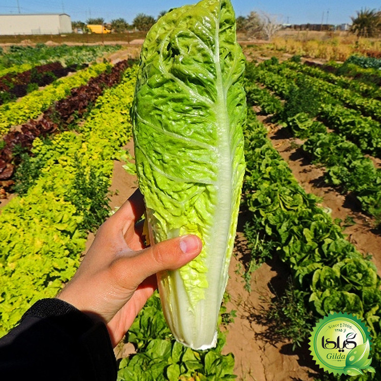 بذر کاهو سالادی سیاهو گیلدا کد 331