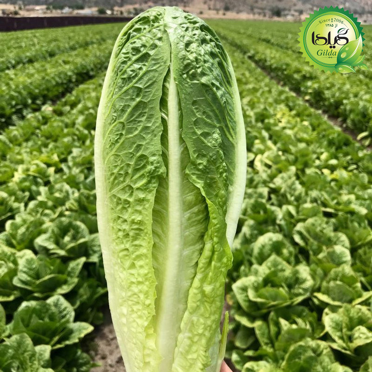 بذر کاهو سالادی سیاهو گیلدا کد 331
