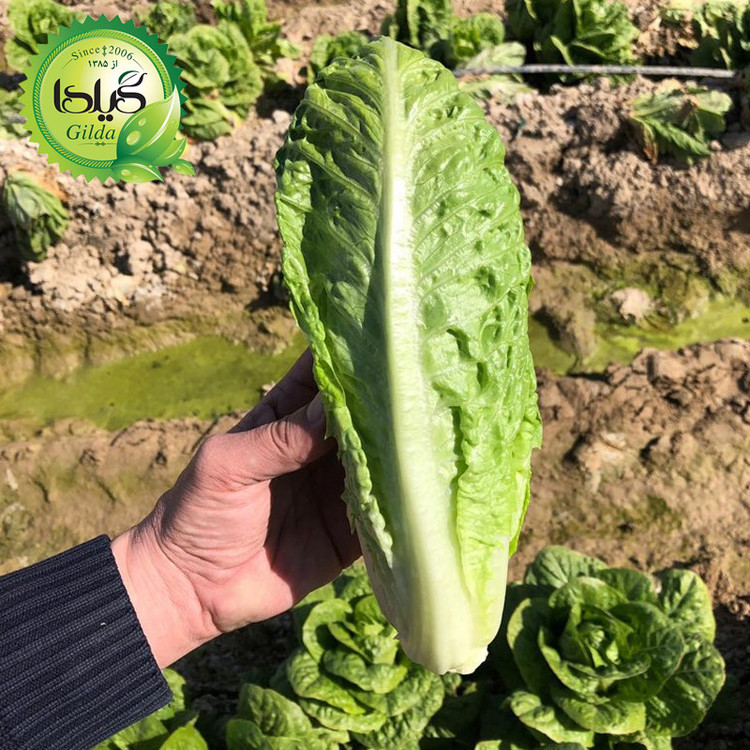 بذر کاهو سالادی سیاهو گیلدا کد 331