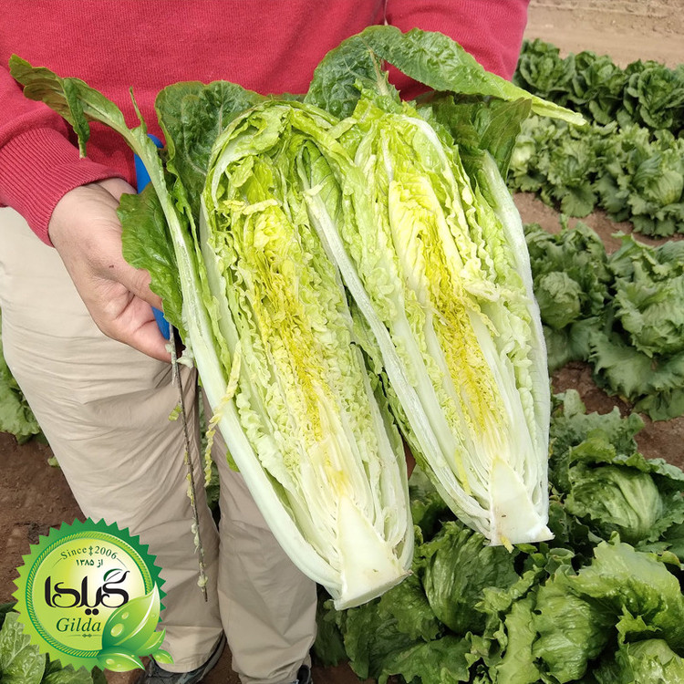 بذر کاهو سالادی سیاهو گیلدا کد 331