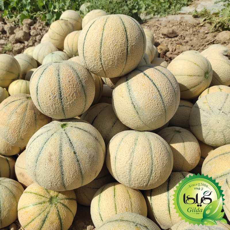 بذر طالبی سمسوری گیلدا کد 750