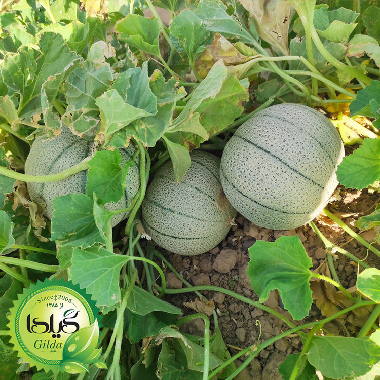 بذر طالبی سمسوری گیلدا کد 750