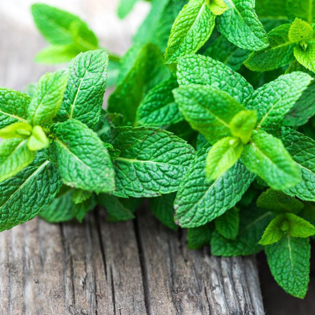 بذر نعنا گربه ای وانیا سید مدل S80