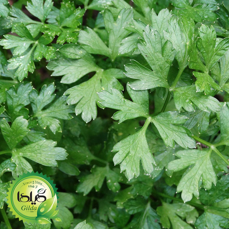 بذر سبزی آش گیلدا کد 098 مجموعه 5 عددی