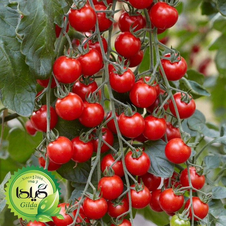 بذر گوجه چری درختی قرمز گیلدا کد 584