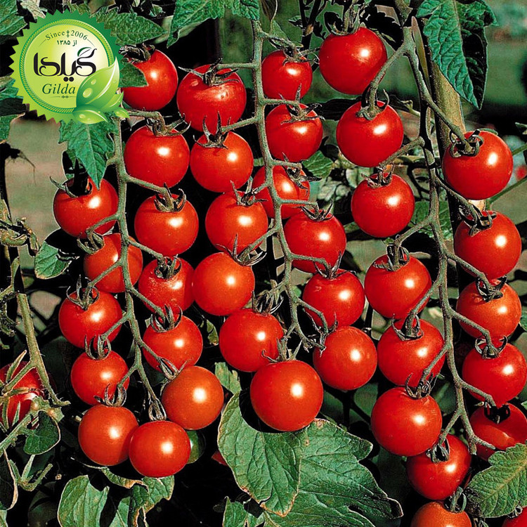 بذر گوجه چری درختی قرمز گیلدا کد 584