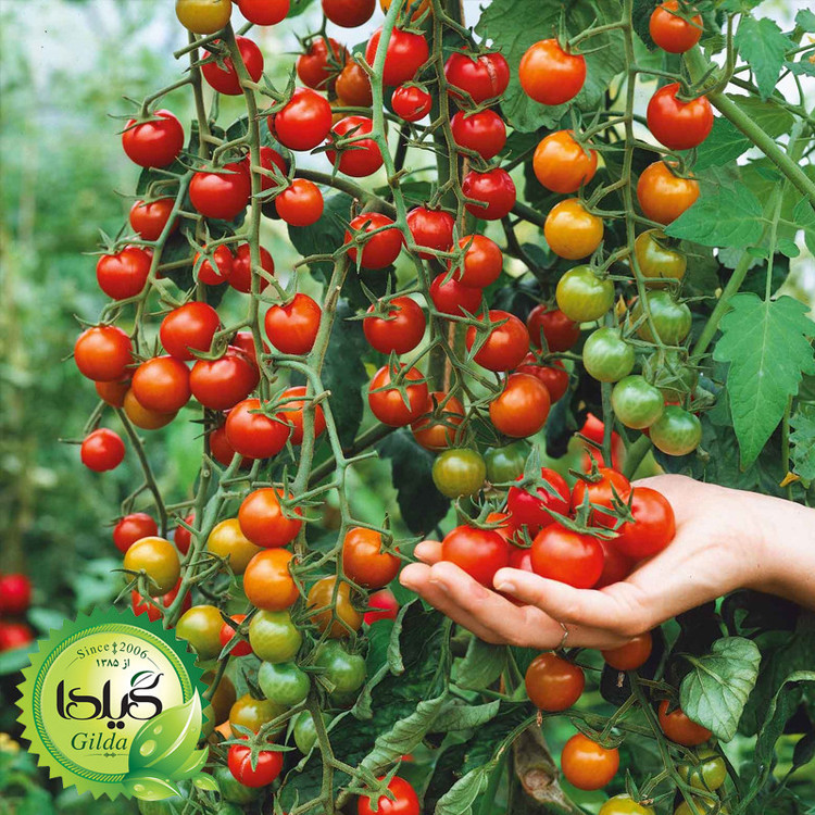 بذر گوجه چری درختی قرمز گیلدا کد 584