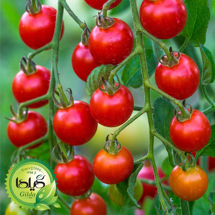 بذر گوجه چری درختی قرمز گیلدا کد 584